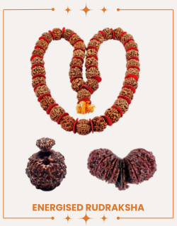 Energised Rudraksha